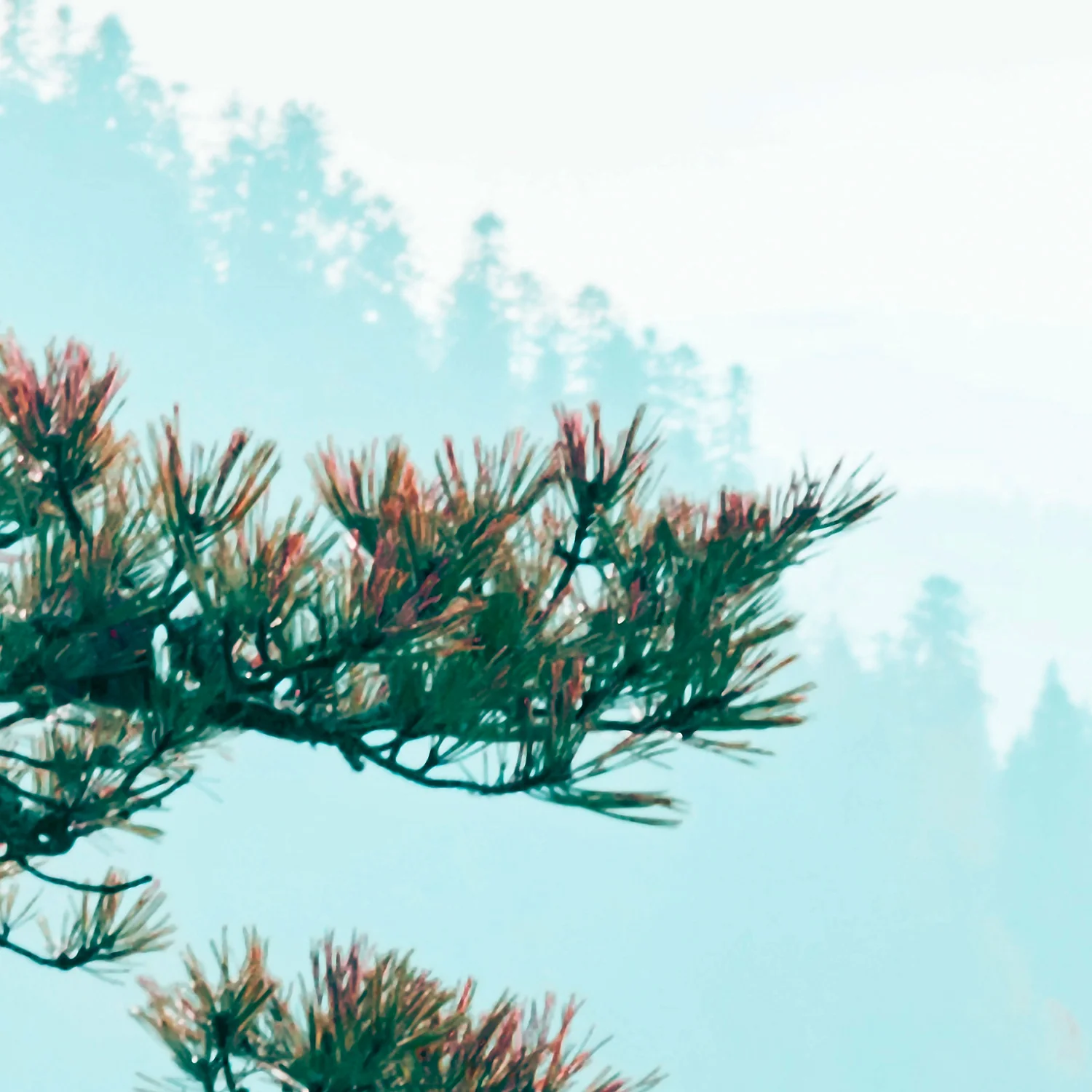 Miniature 5